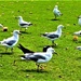 Squabbling Seagulls ~  by happysnaps