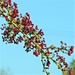 Hawthorn Berries by oldjosh