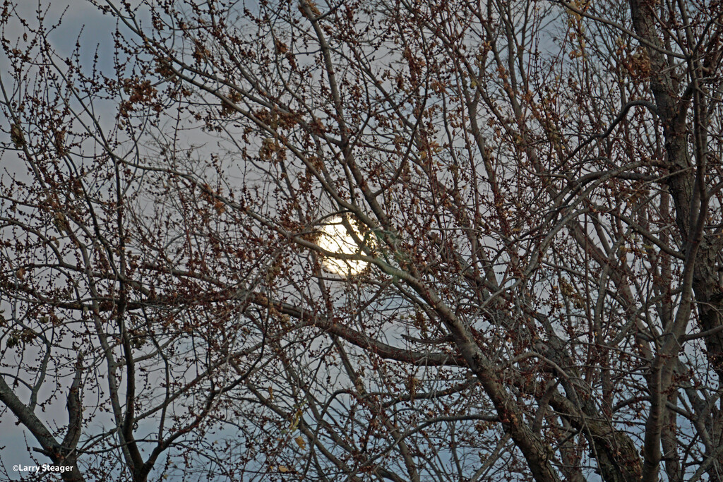 Moon rise by larrysphotos