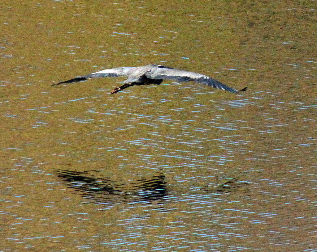 Nov 7 Blue Heron Gliding IMG_8022A by georgegailmcdowellcom