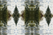 5th Nov 2022 - Trees and Clouds Abstract