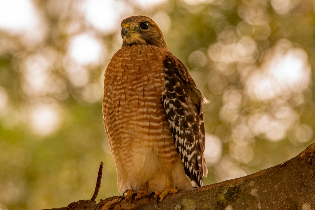 Red Shouldered Hawk! by rickster549