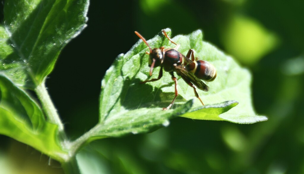 Wasp by mirroroflife