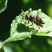 Wasp by mirroroflife