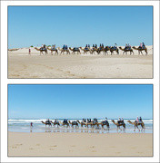8th Nov 2022 - Camels on Land and Sea