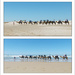 Camels on Land and Sea by onewing