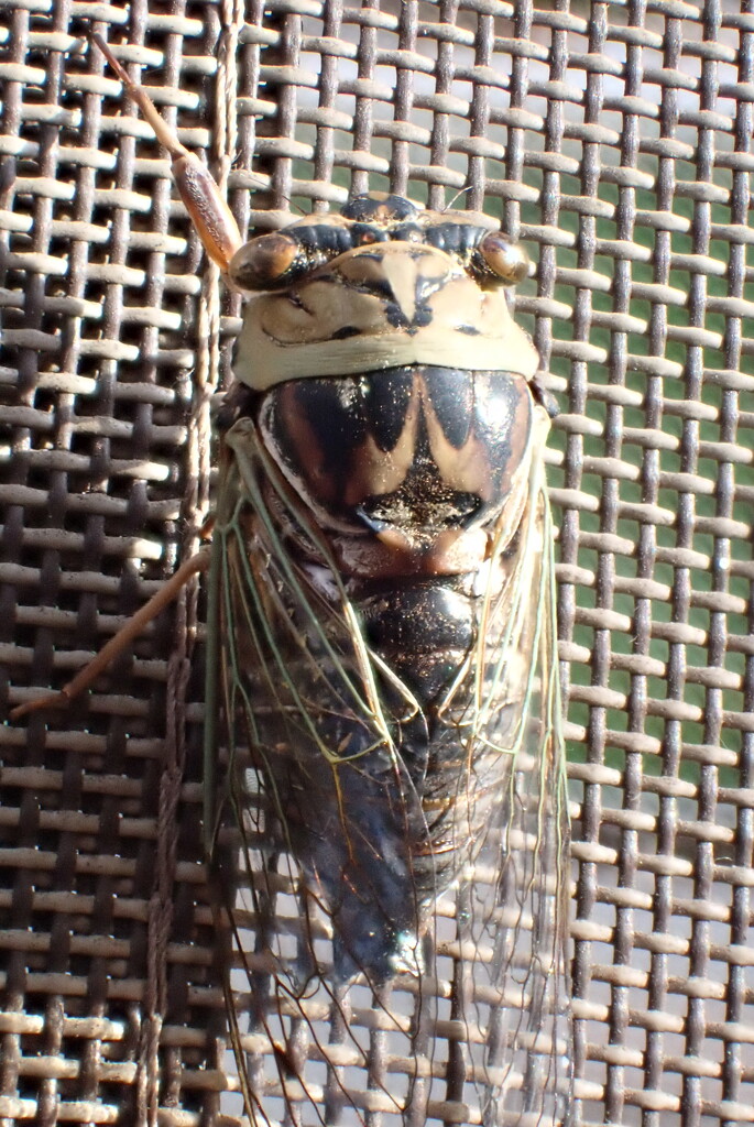 Cicada on our deck chair by matsaleh