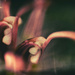 Lensbaby 4 by annied