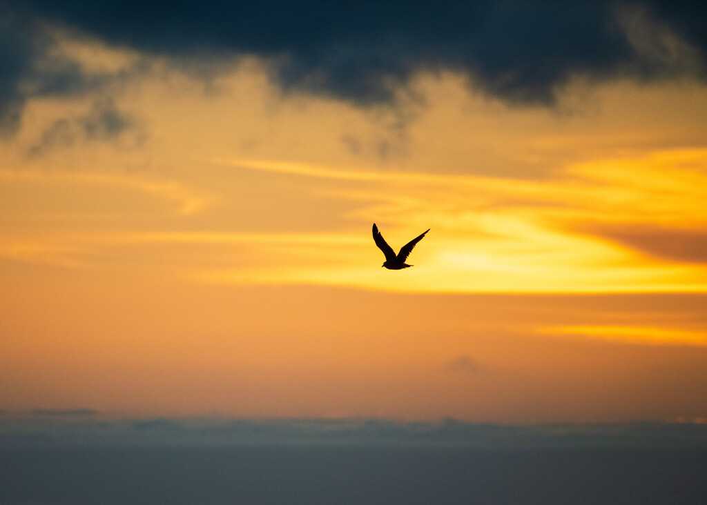 Sunset Bird by yaorenliu