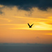 Sunset Bird by yaorenliu