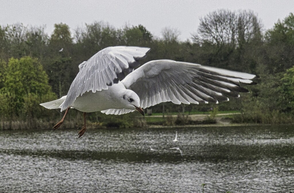 Gull In Flight. by tonygig