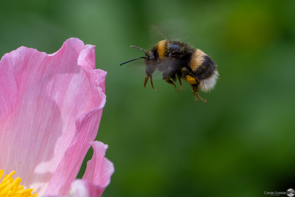 Flight of the bumble bee by yorkshirekiwi