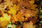 7th Nov 2022 - Autumnal Golden Fall