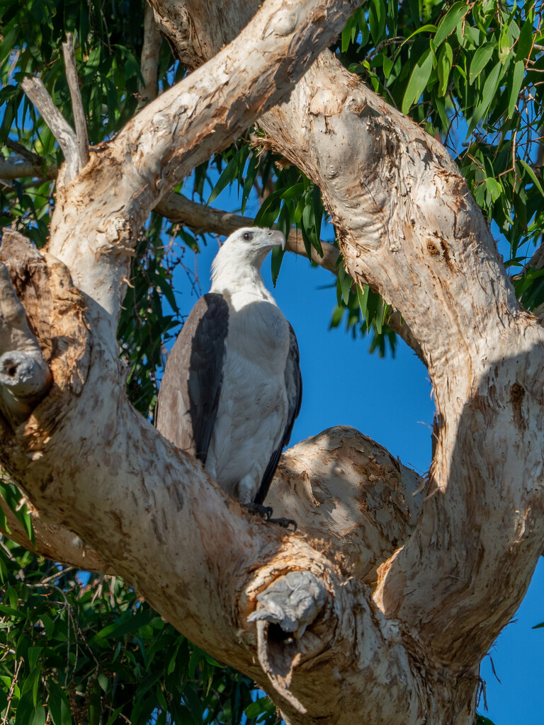 White bellied sea eagle by gosia