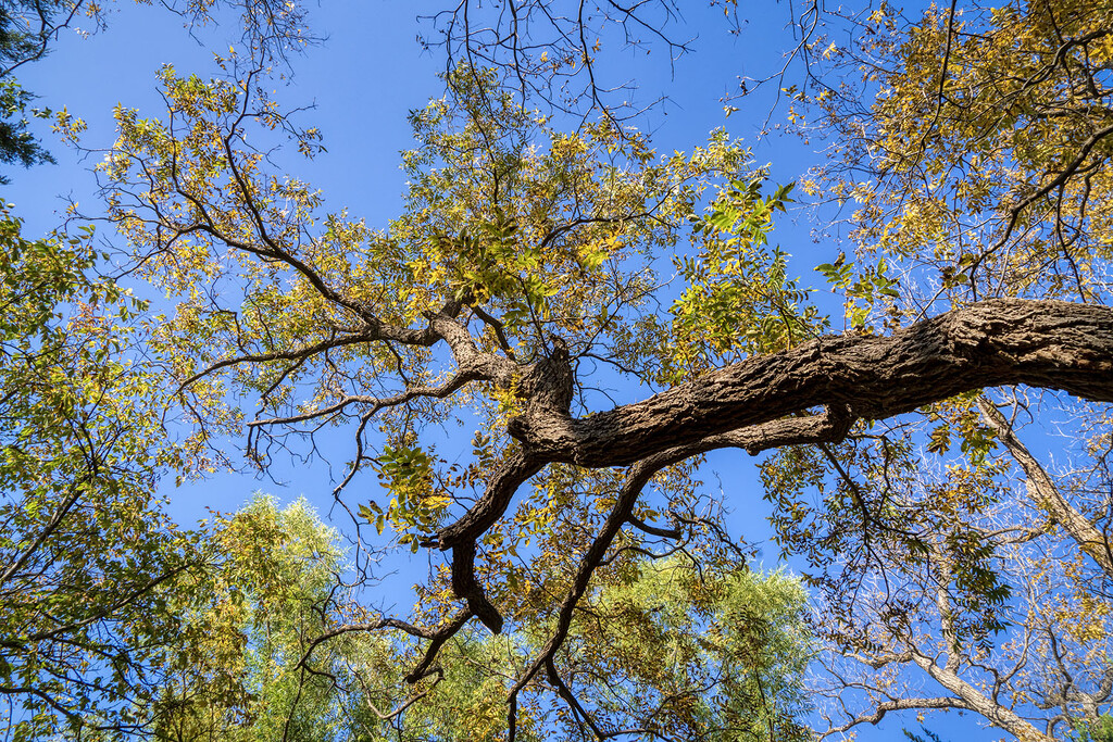 Abilene State Park Pecan Tree by kvphoto
