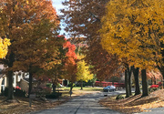 8th Nov 2022 - Tree lined street