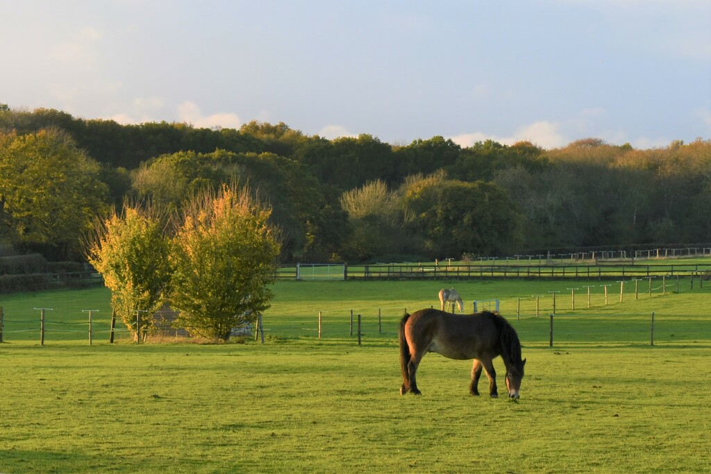 A Chilterns countryside view in the late afternoon by anitaw