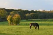 7th Nov 2022 - A Chilterns countryside view in the late afternoon