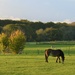 A Chilterns countryside view in the late afternoon by anitaw