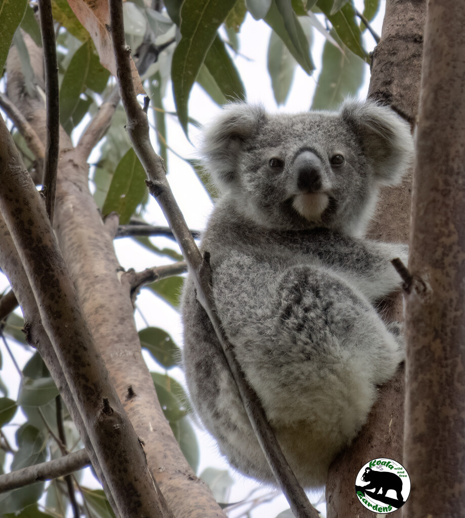 extreme cuteness warning by koalagardens
