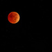 Lunar Eclipse by pamalama