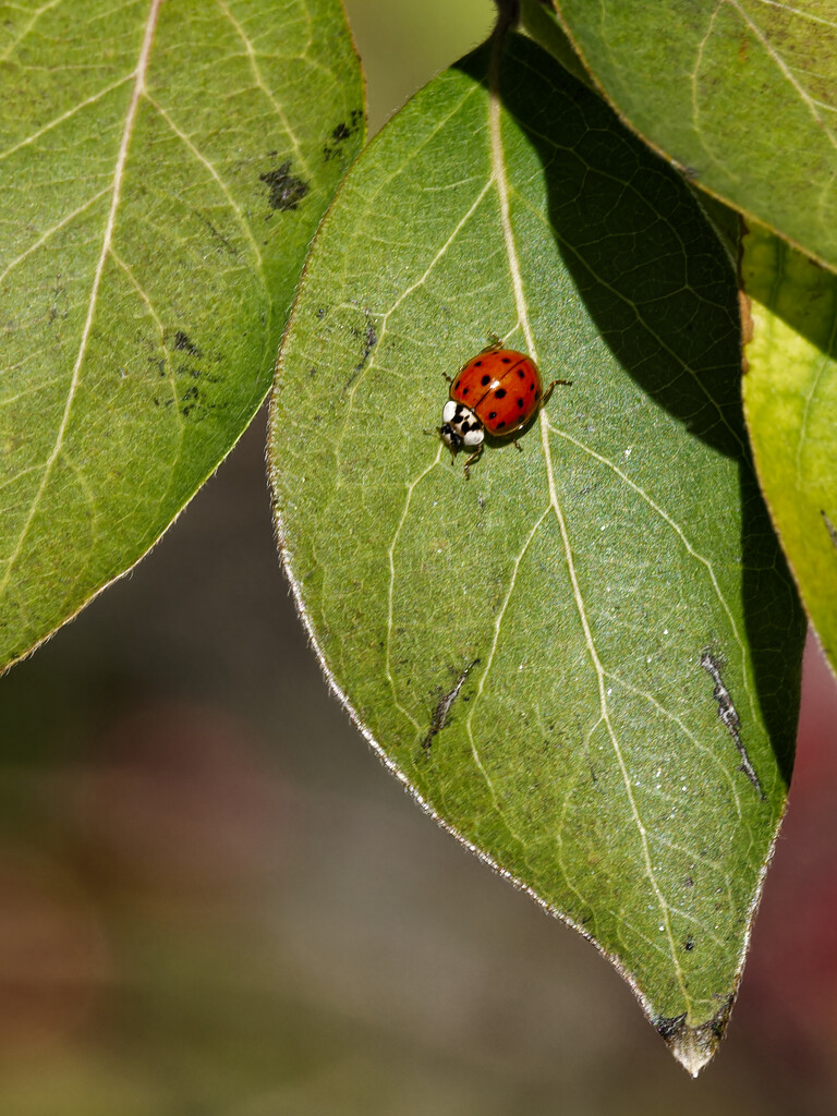 Asian Lady Beetle by rminer