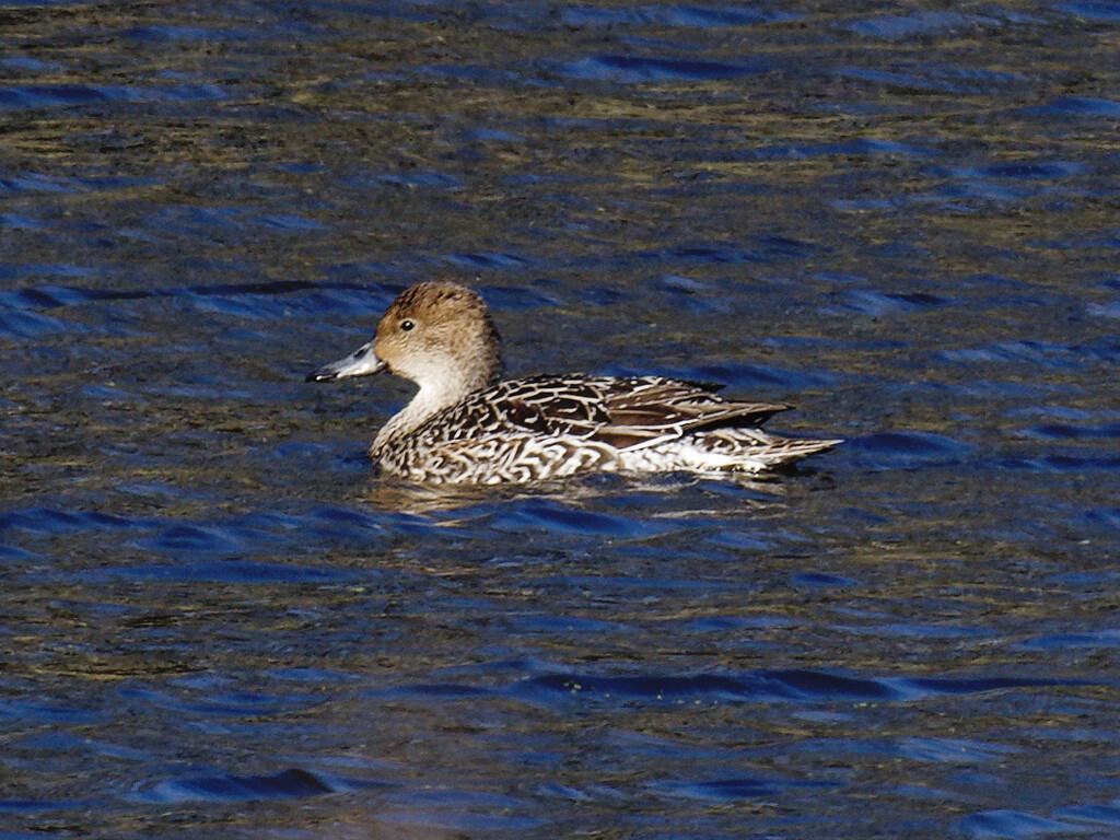 Female Northern Pintail  by rminer