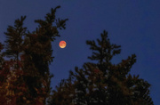 8th Nov 2022 - Total Lunar Eclipse (Blood Moon)