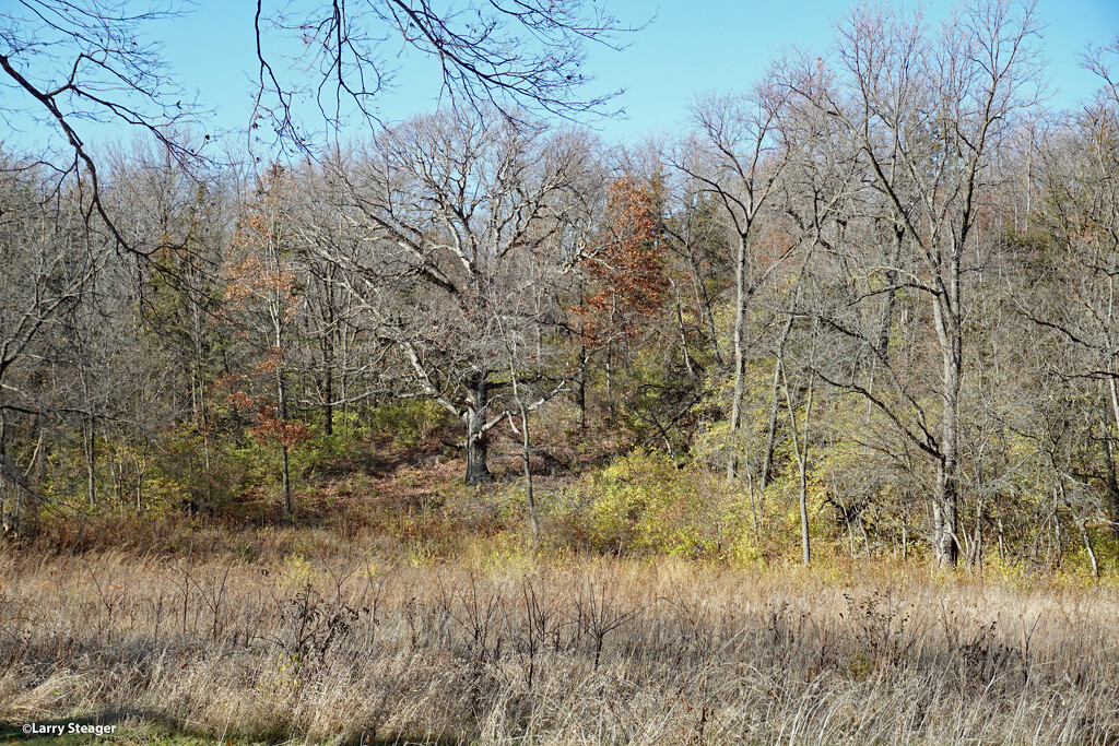 Nature preserve 1 by larrysphotos