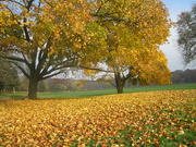 8th Nov 2022 - Autumn Leaves by Frank Sinatra