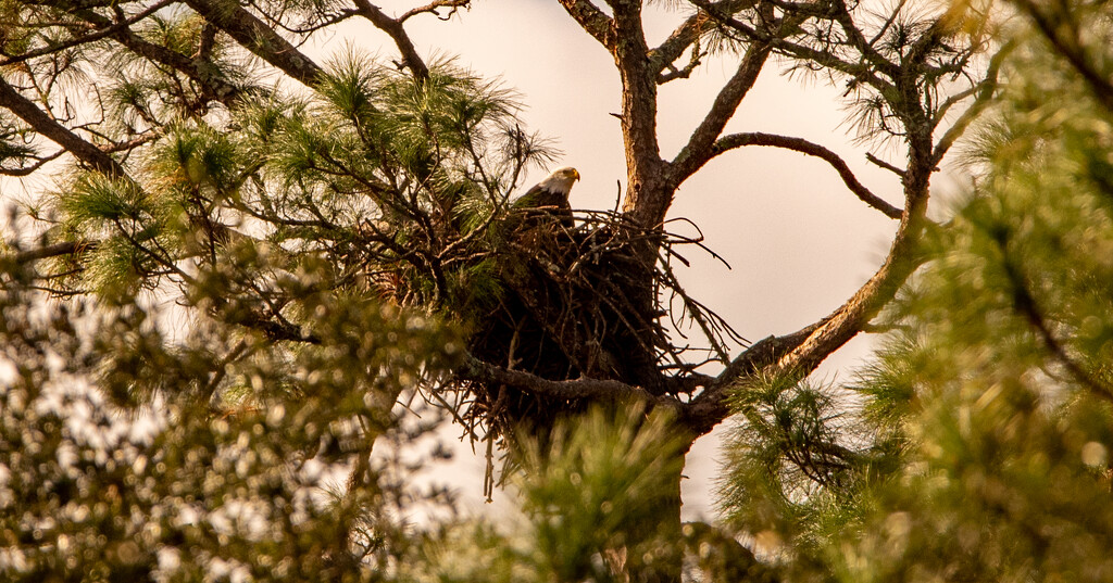 Bald Eagle in the Nest! by rickster549