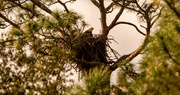 8th Nov 2022 - Bald Eagle in the Nest!