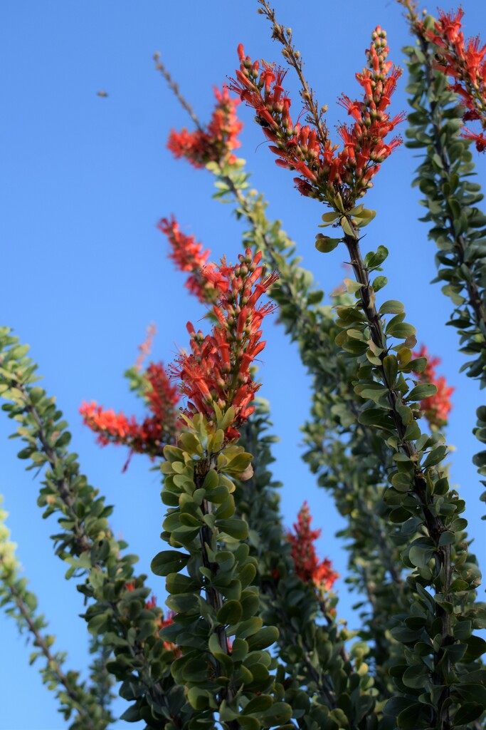 Ocotillo in bloom by sandlily