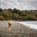 Beach Dog by tina_mac
