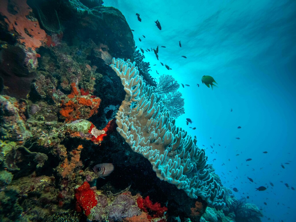 Underwater world by pusspup