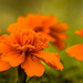 Marigolds by seacreature