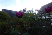 9th Nov 2022 - The last of our roses in front of the house 
