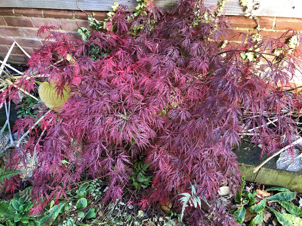 A Bit of Autumn Colour in our Garden by susiemc