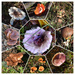Fungi by wakelys