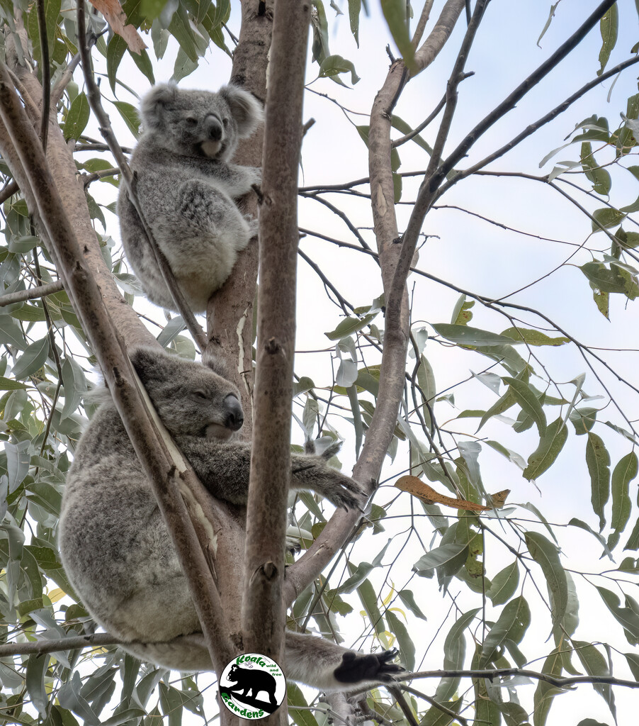 mini me by koalagardens