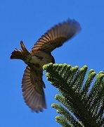 10th Nov 2022 - A sparrow taking flight