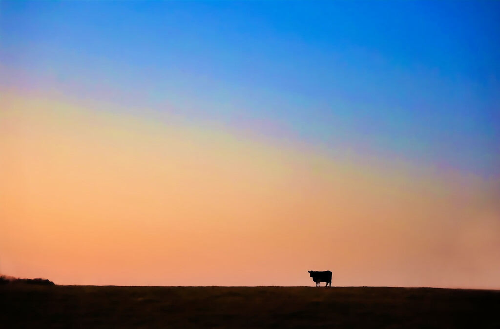 Cow In The Morning by lynnz