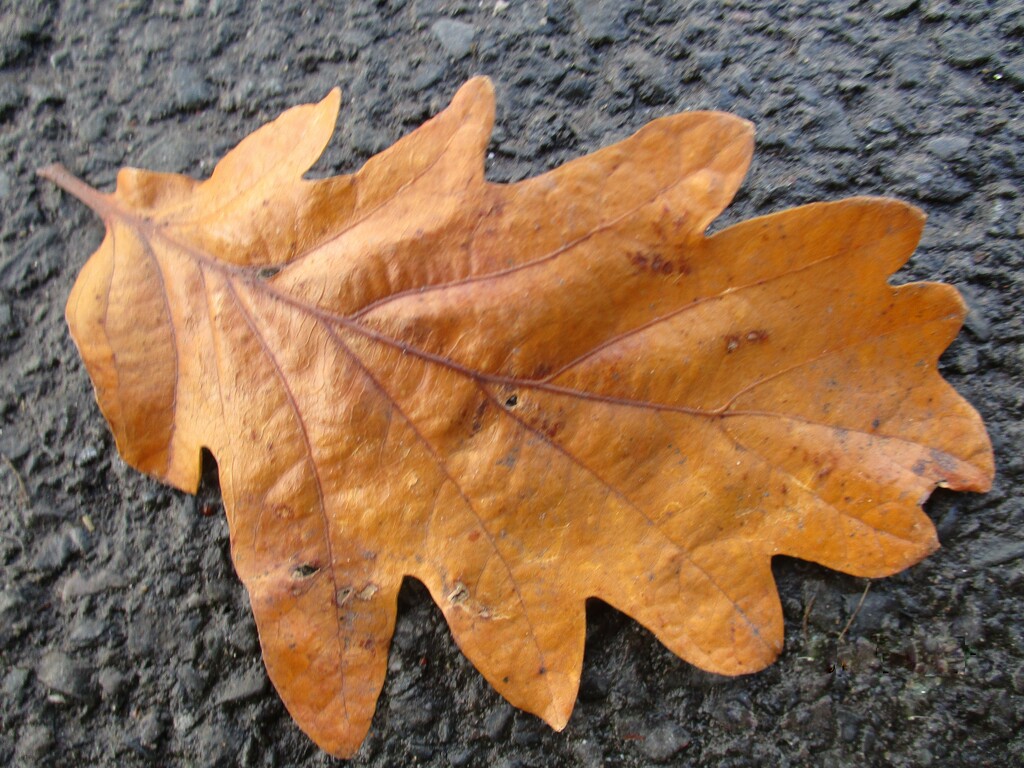 Oak leaf. by grace55
