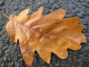9th Nov 2022 - Oak leaf.