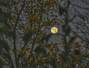 9th Nov 2022 -  Bright Morning Moon