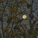  Bright Morning Moon by gardencat