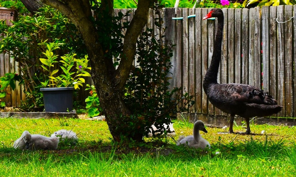 Big Daddy Protecting His Cygnets ~  by happysnaps