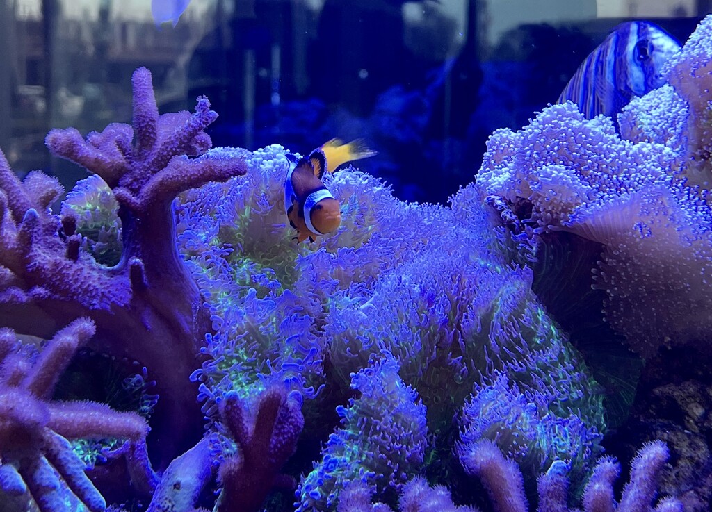 Hello Nemo by coreyjames