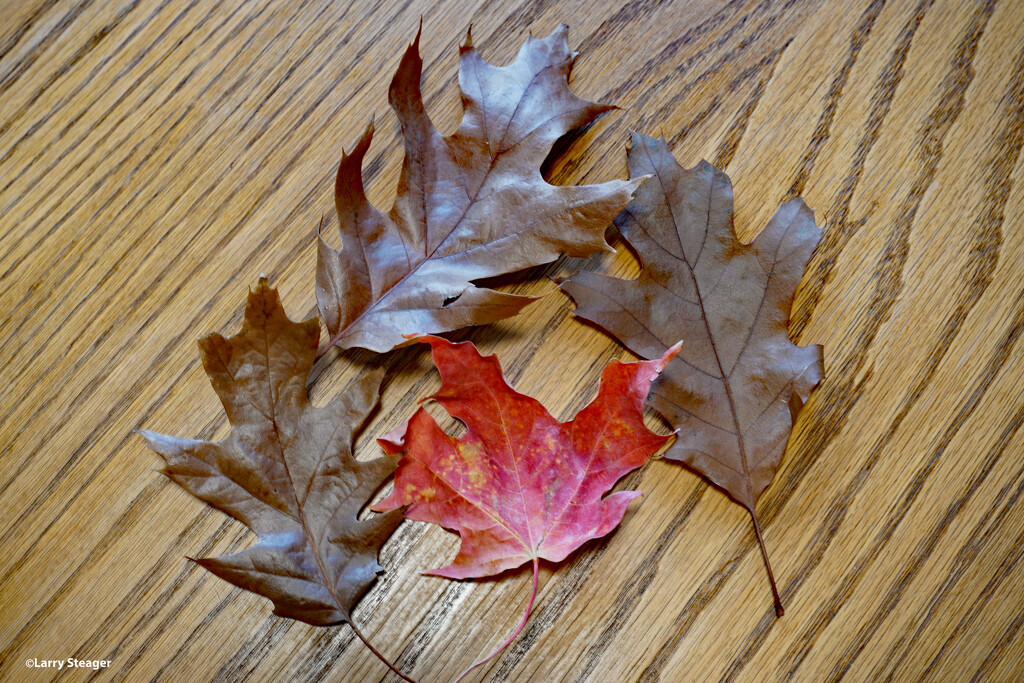 Fall leaves still life by larrysphotos