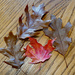 Fall leaves still life by larrysphotos